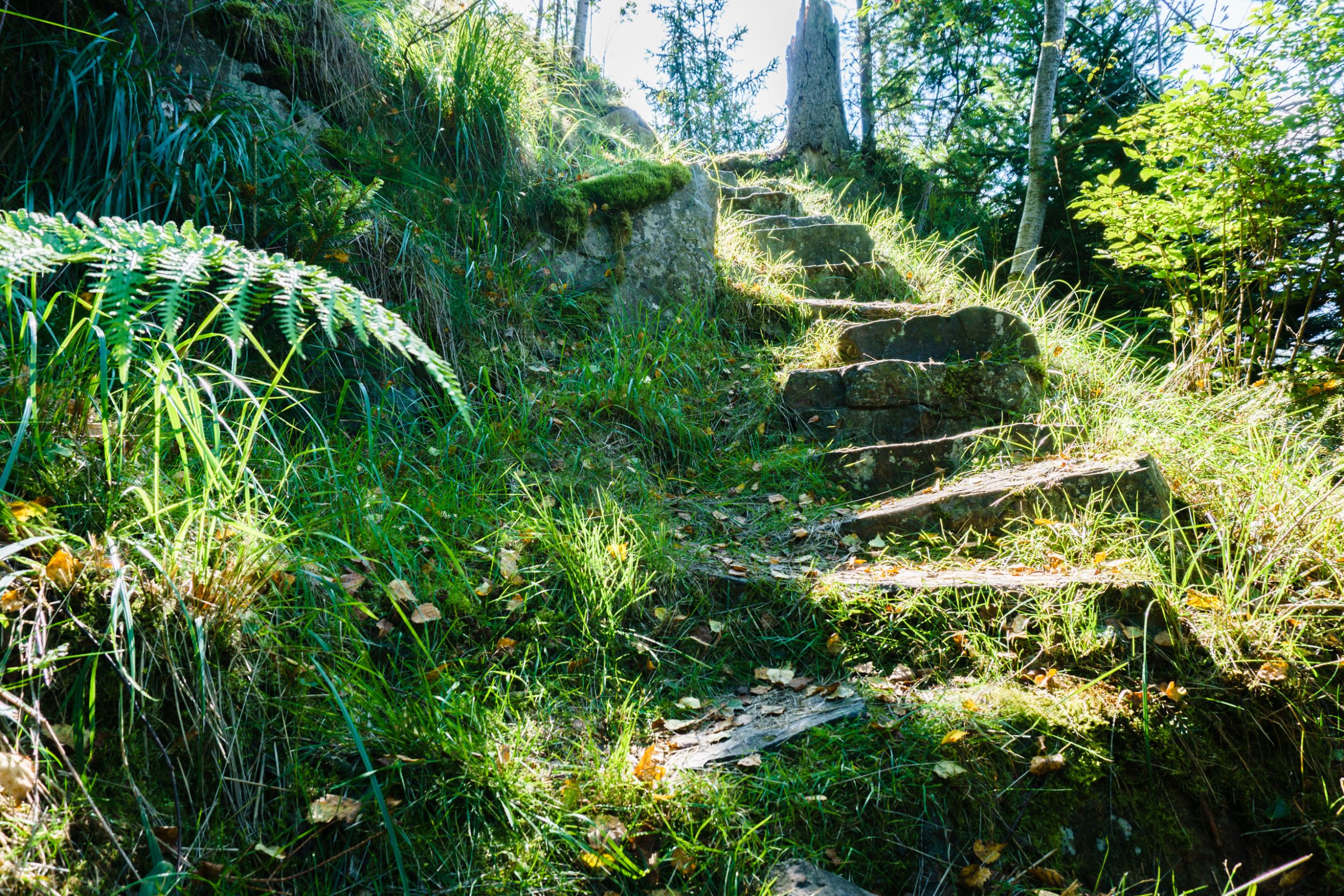 Blick auf eine Steintreppe im Wald