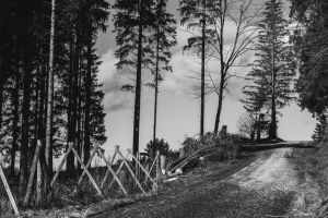 Waldweg am Waldrand mit Blick auf einen Jagdsitz