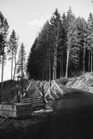 Waldweg am Waldrand mit Blick auf einige Bäume, die am Waldrand stehen