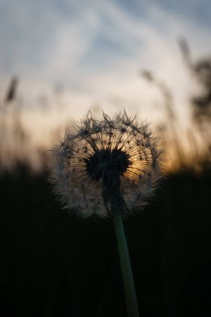 Pusteblume