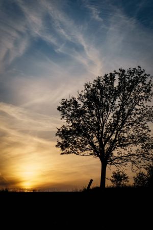 Baum während Sonnenuntergang